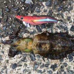 今年初アオリイカ